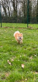 Cherche garde pour mon petit Spitz nain
