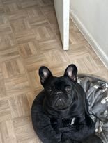 Cherche garde pour mon Bouledogue Français nommé "Unique" de 15 mois proche Bagneux Dpt 92