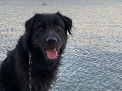 Cherche famille d'accueil pour mon chien âgé de 3 ans