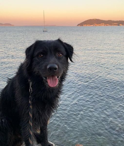 Cherche famille d'accueil pour mon chien âgé de 3 ans