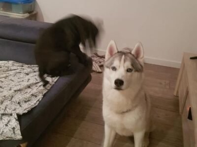URGENCE CHERCHE GARDE POUR MES 2 LOULOUS à BEGLES Dpt 33