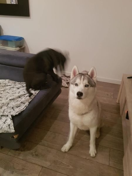 URGENCE CHERCHE GARDE POUR MES 2 LOULOUS à BEGLES Dpt 33