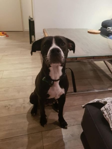 URGENCE CHERCHE GARDE POUR MES 2 LOULOUS à BEGLES Dpt 33