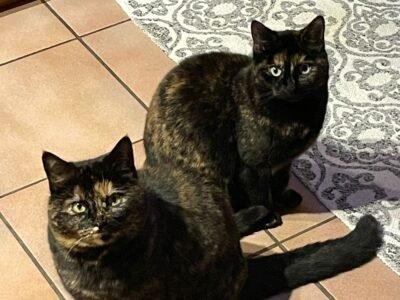 2 chats femelle mère et fille