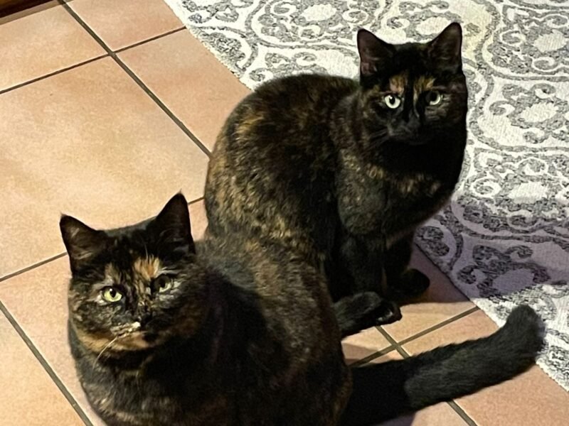 2 chats femelle mère et fille
