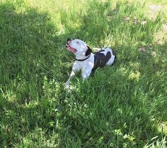 Cherche garde pour mon chien Coco Dpt Gers Lot et Garonne ou Landes