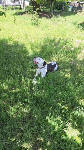 Cherche garde pour mon chien Coco Dpt Gers Lot et Garonne ou Landes