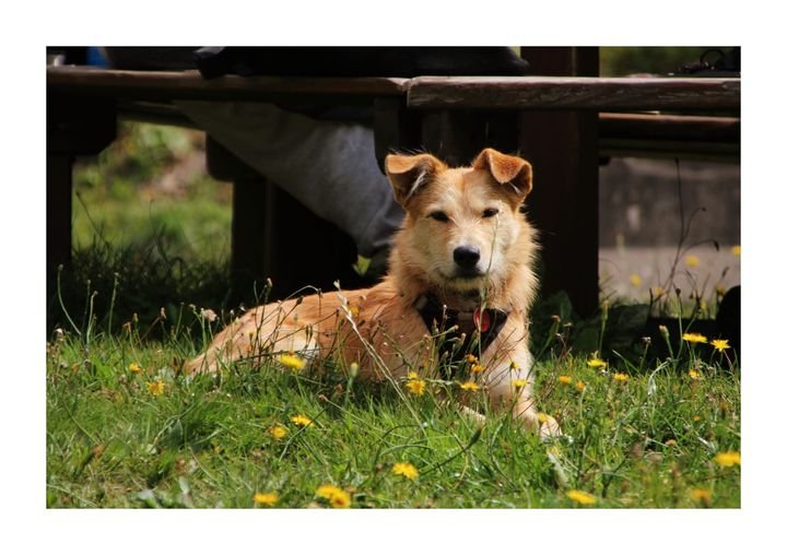 Cherche garde pour Keshu proche Morlaix Dpt 29
