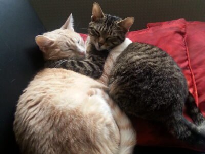 URGENT cherche garde 2 chats