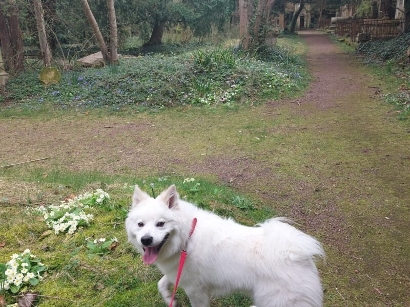 Recherche garde pour mon jeune chien, Lucky spitz loup Proche Caen Dpt 14