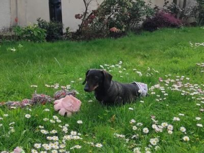 Cherche garde pour ma petite Nala proche Chatillon Dpt 92