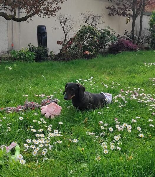 Cherche garde pour ma petite Nala proche Chatillon Dpt 92