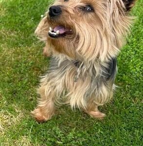 Je cherche garde pour mon Yorshire Oréo proche Harbonnières Dpt 80
