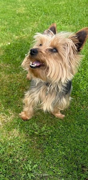 Je cherche garde pour mon Yorshire Oréo proche Harbonnières Dpt 80