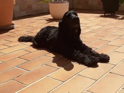 Cherche garde pour ma femelle Cocker Osaka proche La Boisse Dpt 01