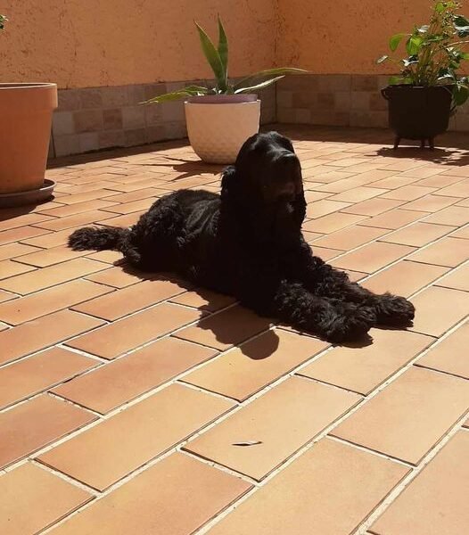 Cherche garde pour ma femelle Cocker Osaka proche La Boisse Dpt 01