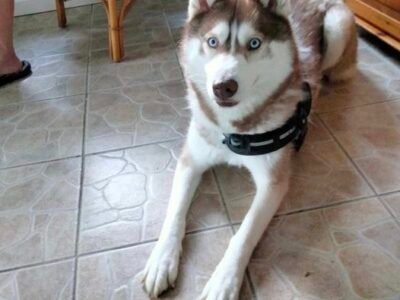 Cherche Garde pour ma chienne Tuski en Juin proche Camoel Dtp 56