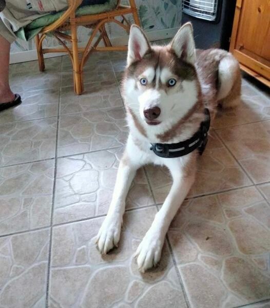 Cherche Garde pour ma chienne Tuski en Juin proche Camoel Dtp 56