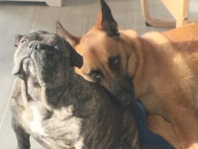 Cherche garde à mon domicile avec hébergement proche Mont de Marsan Dpt 40