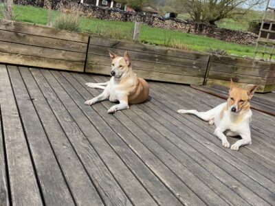 Cherche garde de nos 2 chiens à notre Domicile Dpt 67
