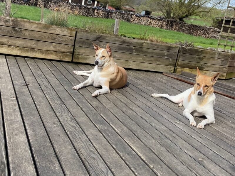 Cherche garde de nos 2 chiens à notre Domicile Dpt 67