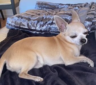 Cherche garde pour mon petit Chihuahua Paris Dpt 75