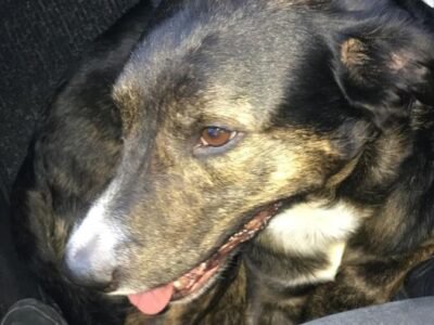 Cherche garde pour chien Easy proche Sarcelles Dpt 93