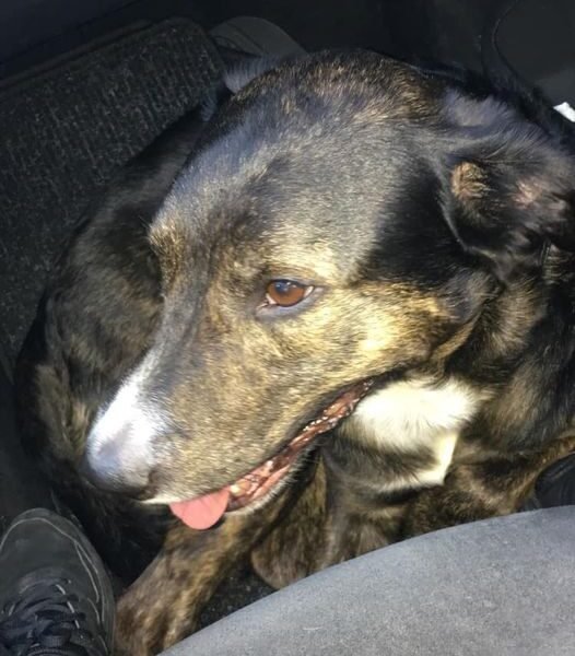 Cherche garde pour chien Easy proche Sarcelles Dpt 93