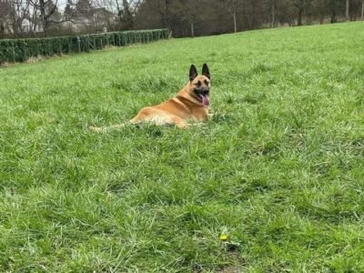 Garde de mon chien a votre domicile