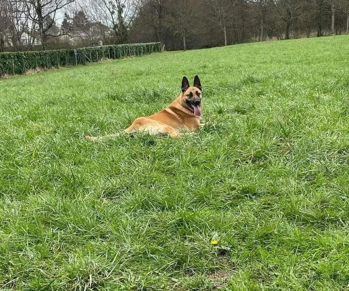 Garde de mon chien a votre domicile