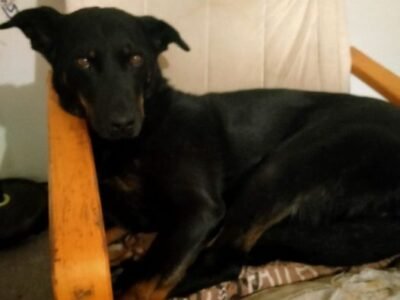 Urgent Cherche garde pour Berger de Bosse proche Epernay Dpt 51
