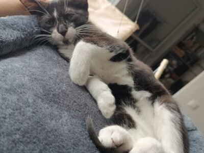 Je cherche garde pour chatin du 19 au 21 juillet à Paris Dpt 75013