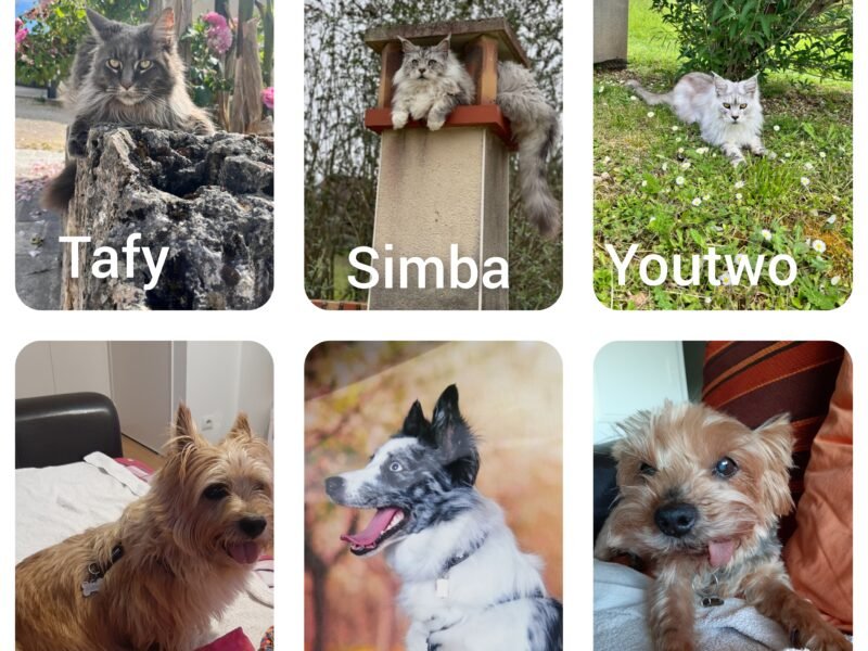 Pet sitter chien et chat à Castelginest Dpt 31