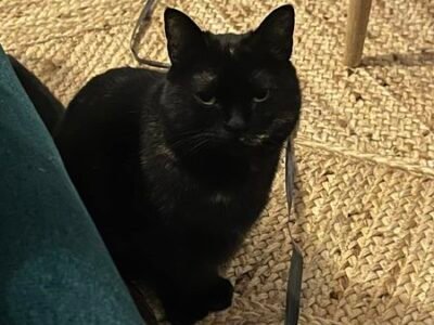 Cherche garde à mon domicile chat à Marseille Dpt 13