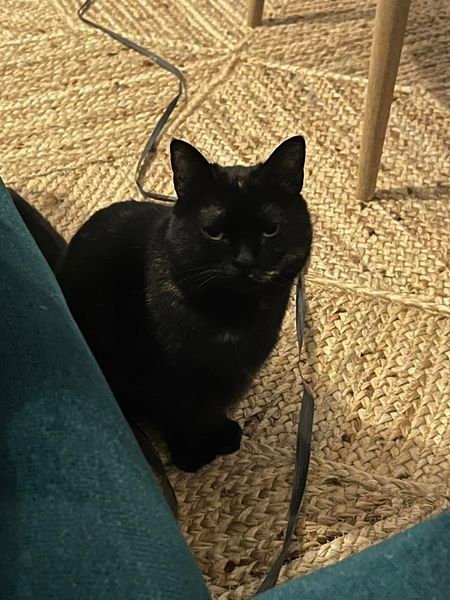 Cherche garde à mon domicile chat à Marseille Dpt 13