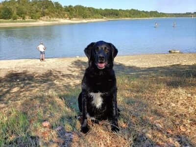 Cherche garde pour mon Labrador proche Toulouse Dpt 31