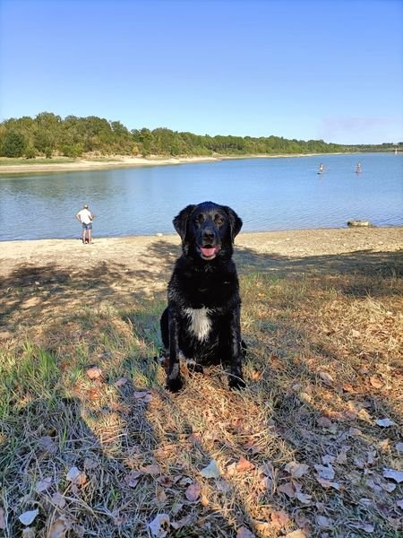 Cherche garde pour mon Labrador proche Toulouse Dpt 31