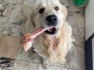 Cherche garde pour mon Golden "Pilou" proche Vouzan Dpt 16