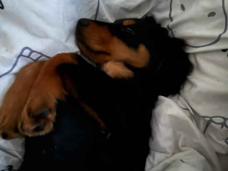 Je cherche garde pour mon Chiot Sally proche Villers-Cotterêts Dpt 02