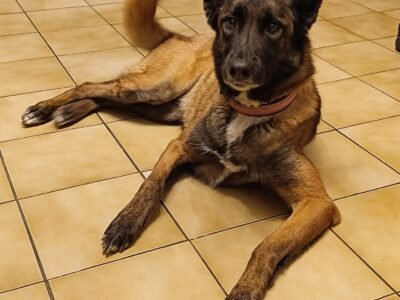 Cherche garde pour jeune Malinois proche Saumur Dpt 49