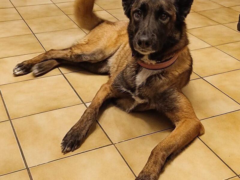 Cherche garde pour jeune Malinois proche Saumur Dpt 49