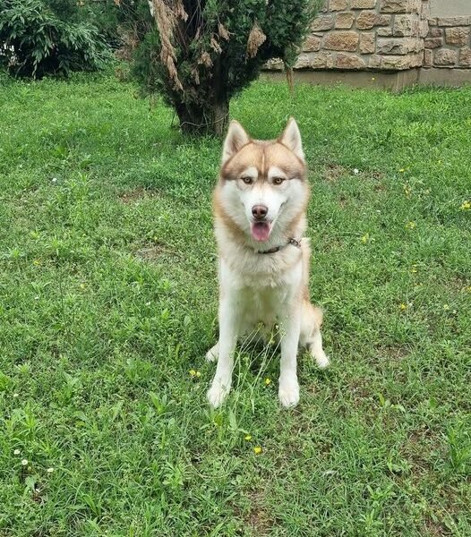 Cherche Echange de Garde avec mon chien Husky proche Beauvallon Dpt 69
