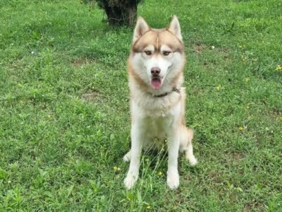 Je propose un Echange de Garde avec mon chien Husky proche Beauvallon Dpt 69