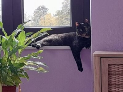 Cherche garde pour Cannelle , chatte de 1 an proche Ribeauvillé Dpt 68