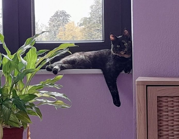 Cherche garde pour Cannelle , chatte de 1 an proche Ribeauvillé Dpt 68