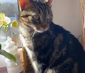 Cherche garde pour mon chat Jarold proche Meulan-en-Yvelines Dpt 78