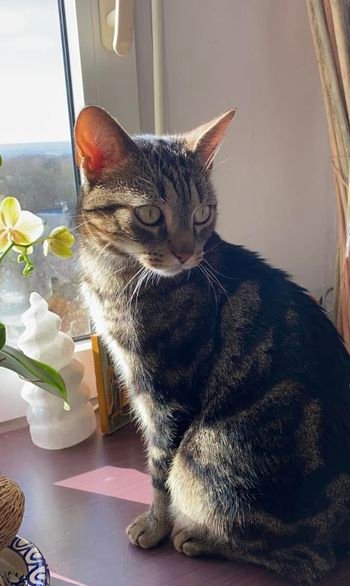 Cherche garde pour mon chat Jarold proche Meulan-en-Yvelines Dpt 78