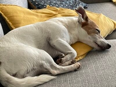 Cherche en urgence garde pour petite chienne proche Manage en Belgique