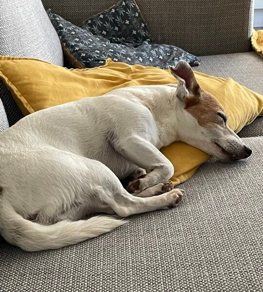Cherche en urgence garde pour petite chienne proche Manage en Belgique