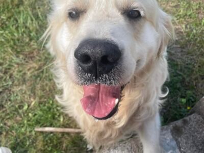 Cherche garde pour Pilou proche Angoulême Dpt 16